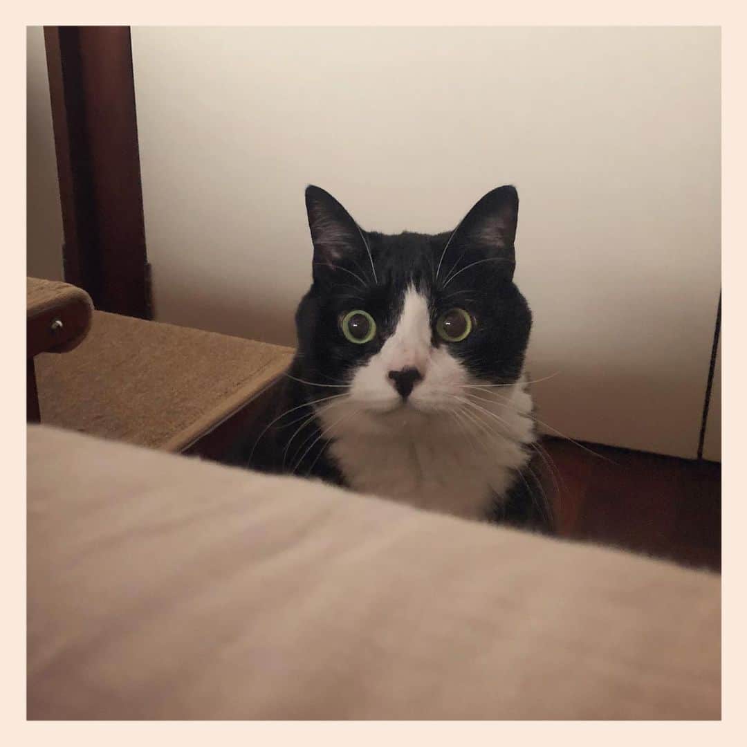 パンといっぴきのインスタグラム：「#元保護猫 #ハチワレ #白黒猫 #blackandwhitecat #tuxedocat」