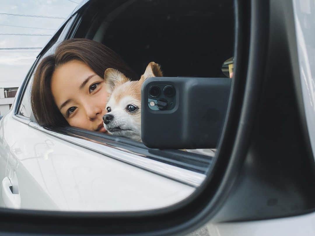 イアリサのインスタグラム：「7月29日デコは14歳になりました🍰 心の底から、おめでとうデコ🐶 . 公園で誰かが食べ物を手にしてると当たり前のように"デコちゃんにもください！"と貰いに行こうとするし、長々と横で話しかけても全て聞こえてないフリするし、毎日散歩後に手を拭くと歯剥き出しにして怒ってくるけど、毎日毎日可愛くて仕方がない！ . 14歳になったデコは初めて見た牛に「なんだあのおおきいのは！」とワクワクした目で見ていて、まだまだ世界には色んなことがあることを知ってもらいたいなって思った🐄 . １つでも多くの楽しい&嬉しいをデコに経験してほしい。 . みんなにたっぷり愛されているデコ。 みんなもいつもデコを可愛がってくれてありがとう！ デコはみんなといる時とっても楽しそうだから私はそれがとても嬉しい！ . また１年ゆっくりと無理なくストレスはなしに、楽しく元気に過ごせれるように私は全力でサポートしていくぞ。 . いつもいつも思っているし、SNSなんて分かんないデコだけど...長々と書いてしまうけれど、私はあなたに出会えて本当に幸せだし、私に生まれてよかったなって思わせてくれた存在だよ🐶 . デコが楽しくて素敵な１年を過ごせますように💫」