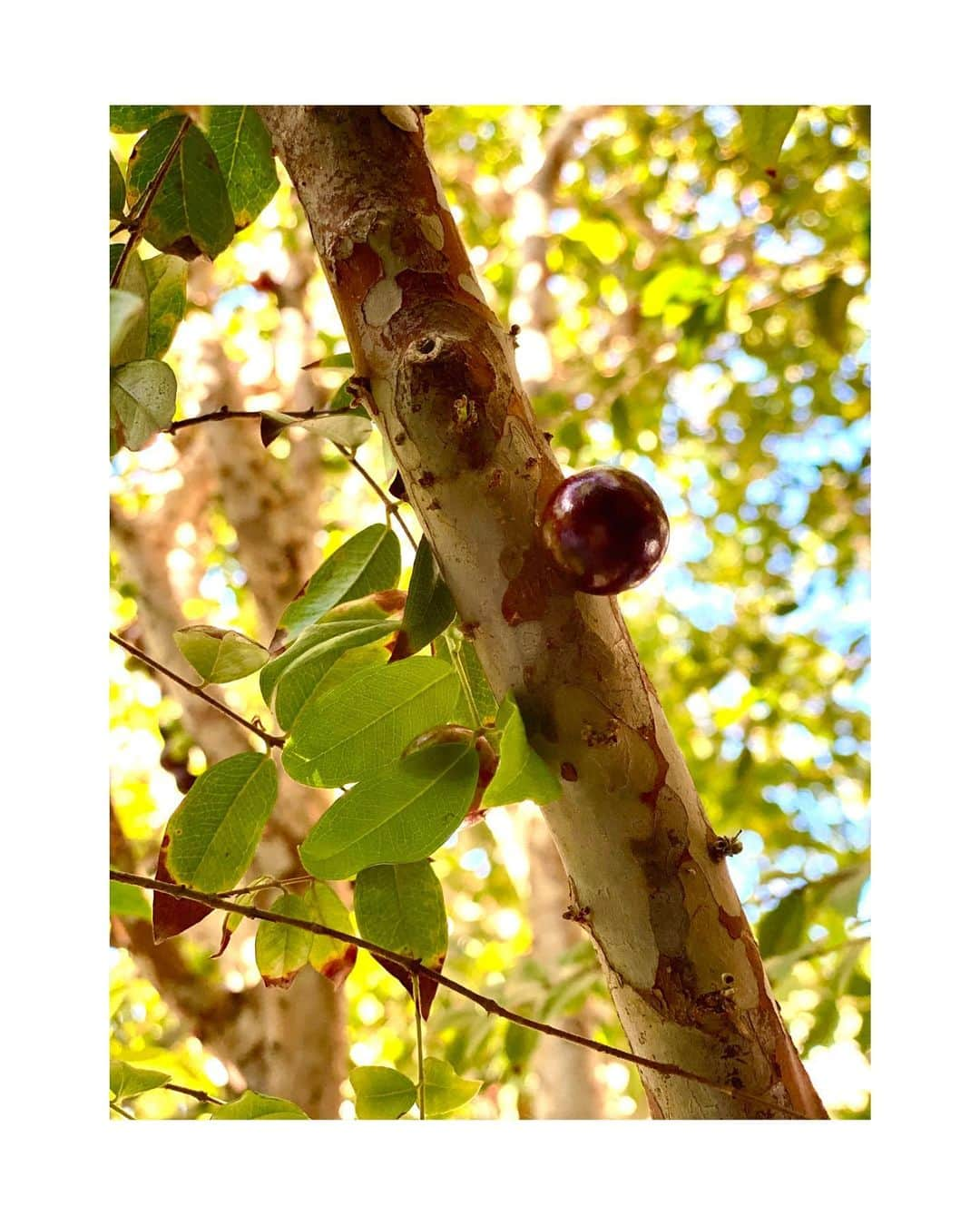 ジュリアナ・パエスさんのインスタグラム写真 - (ジュリアナ・パエスInstagram)「Olha quem apareceu na minha jabuticabeira!!!!! Bom dia!!!!☀️」8月3日 22時35分 - julianapaes