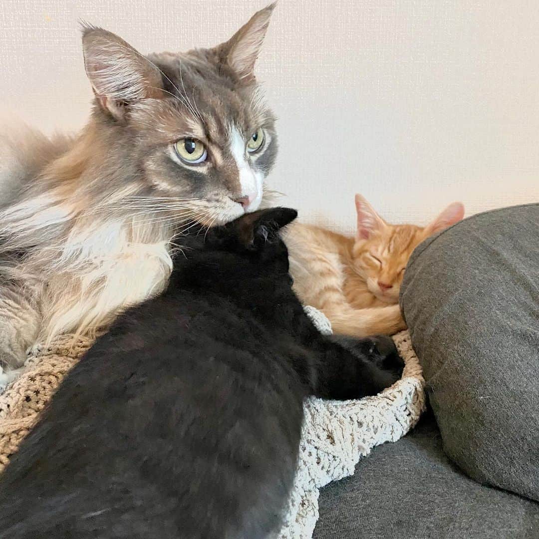 のインスタグラム：「#猫吸い はたまた味見か。 _  #ぷーぷー #ねこ #猫 #メインクーン #cat #catstagram #catsagram #catsofinstagram #cats_of_world #catlover #catlovers #catholic #cat_of_instagram #catlife #mainecoon #mainecoonlife #mainecoonlover #fluffy #bigcat #ねこ部 #ふわもこ部 #メインクーン部  #にゃんすたぐらむ #ねこすた #ねこすたぐらむ  #ねこと暮らす #ぺーぽん #保護猫」