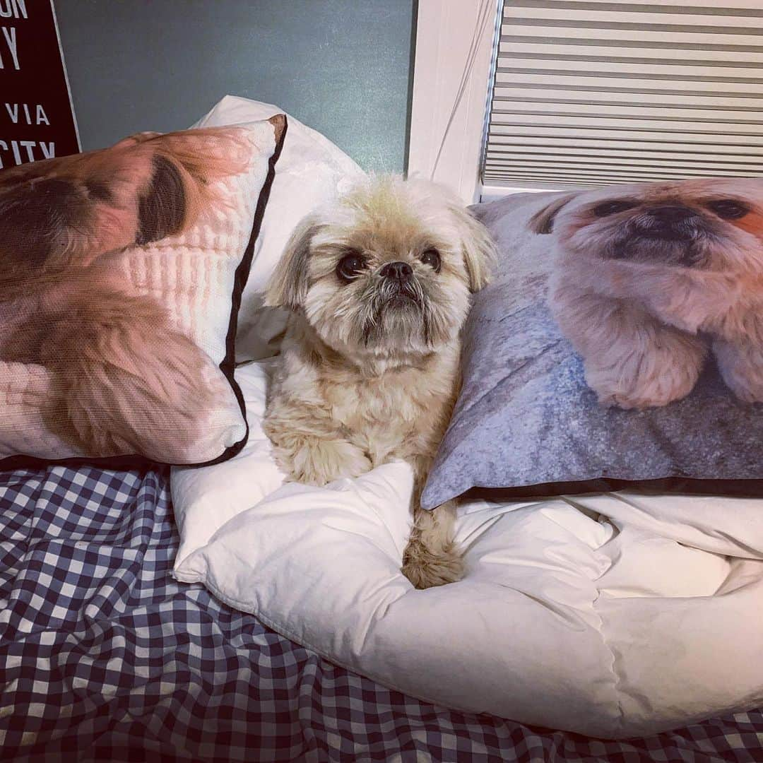 Dougie the Shih Tzuさんのインスタグラム写真 - (Dougie the Shih TzuInstagram)「Seeing triple.」8月3日 22時54分 - dailydougie