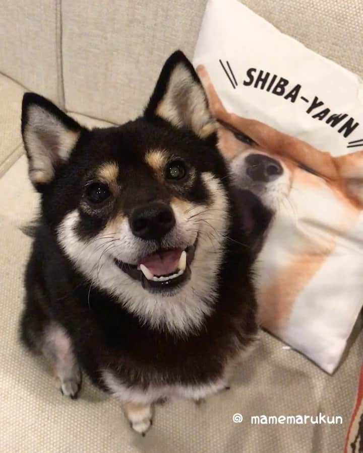 まめ丸のインスタグラム：「* * クッションの柴犬さん、 なんかコワイかおになってるー🐶💦 * #ねるまえのイチャイチャタイム #まめスマイル　☺︎ * #柴犬#豆柴#柴#黒柴#犬#しばいぬ#いぬのきもち#shiba#shibainu#shibastagram#shibadog#puppy#instadog#dogstagram#dog#instashiba#petstagram#pet#cutepetclub#강아지#멍스타그램#doglover#ilovemydog#weeklyfluff」