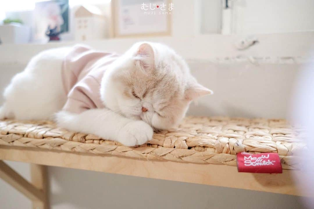 むじさまさんのインスタグラム写真 - (むじさまInstagram)「This is my work today. 😴」8月3日 23時11分 - mujisama