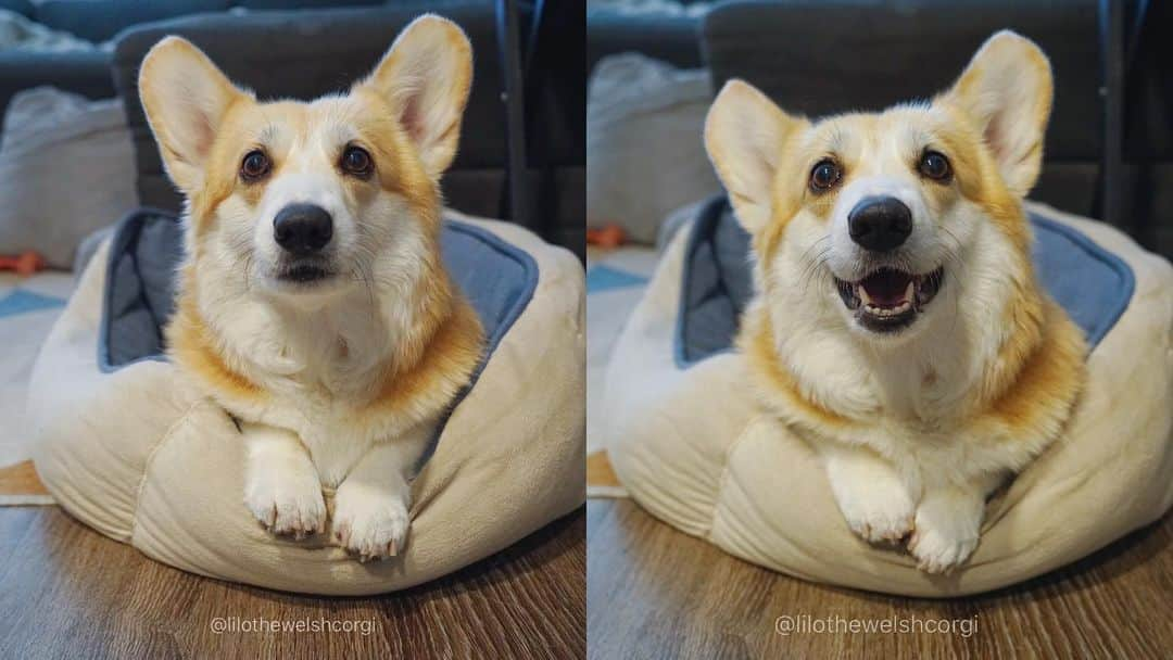 Liloさんのインスタグラム写真 - (LiloInstagram)「Before & after being offered food 😕😄⁣ ⁣ ⁣ ⁣ ⁣ ⁣ ⁣ ⁣ ⁣ ⁣ ⁣ ⁣ ⁣ ⁣ ⁣ ⁣ #weeklyfluff #vscocam #huffpostgram #animalsaddict #houndsbazaar #ruffpost #fluffypack #bestwoof  #cutepetclub #animalsco #corgi #dogsofinstagram #aplacetolovedogs #buzzfeedanimals #barkbox #dogsofig #dog #puppies #cute #corgination #barkpack #corgisofinstagram」8月3日 23時12分 - lilothewelshcorgi