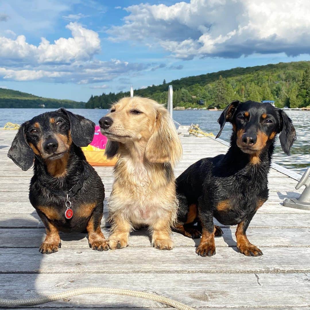 Crusoe the Celebrity Dachshundのインスタグラム：「“We went swimmin’! Now there’s 5 wet wieners!” ~ Crusoe」
