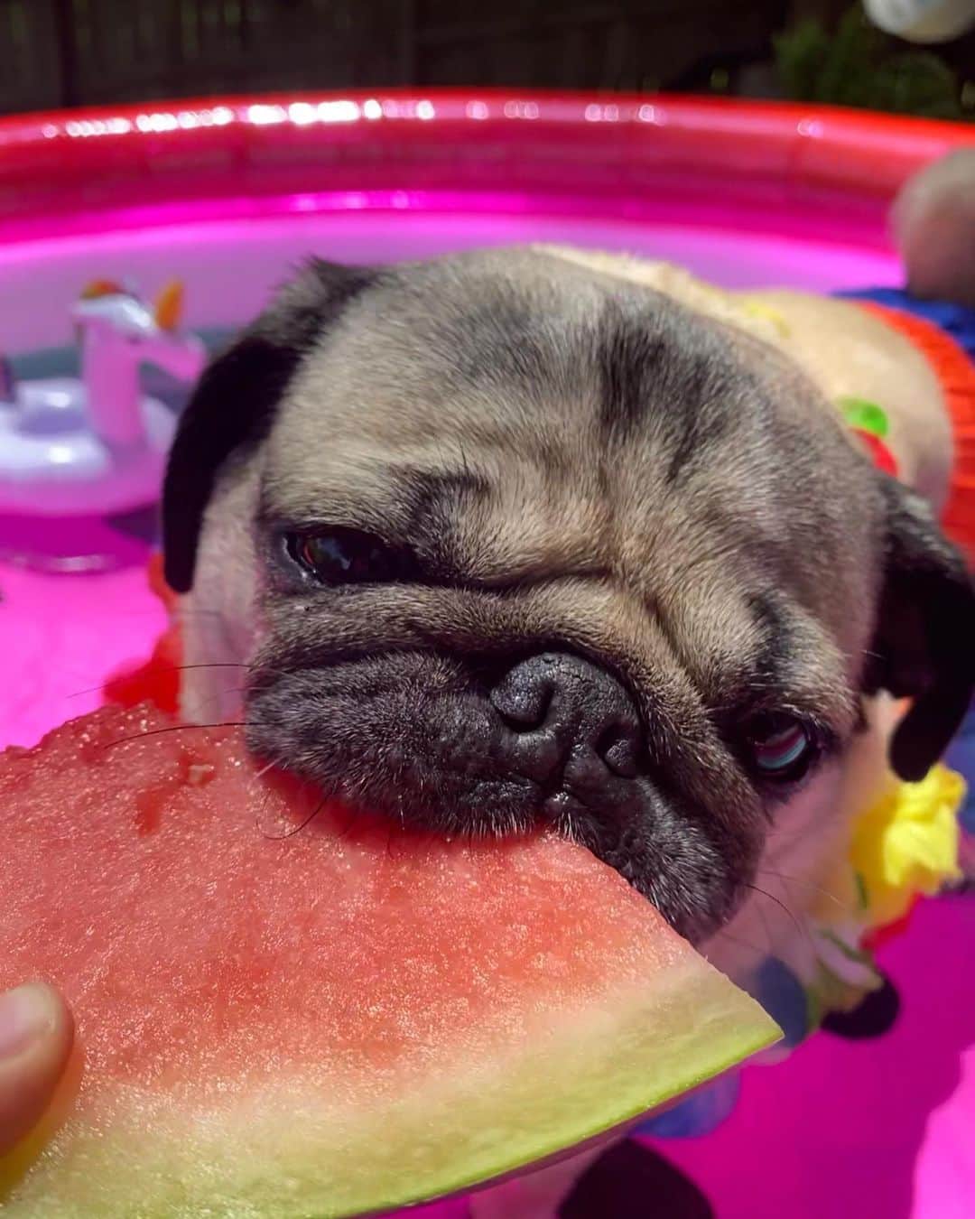 itsdougthepugさんのインスタグラム写真 - (itsdougthepugInstagram)「“I think I look really cute when I eat watermelon” -Doug  Happy Watermelon Day 🍉」8月3日 23時47分 - itsdougthepug