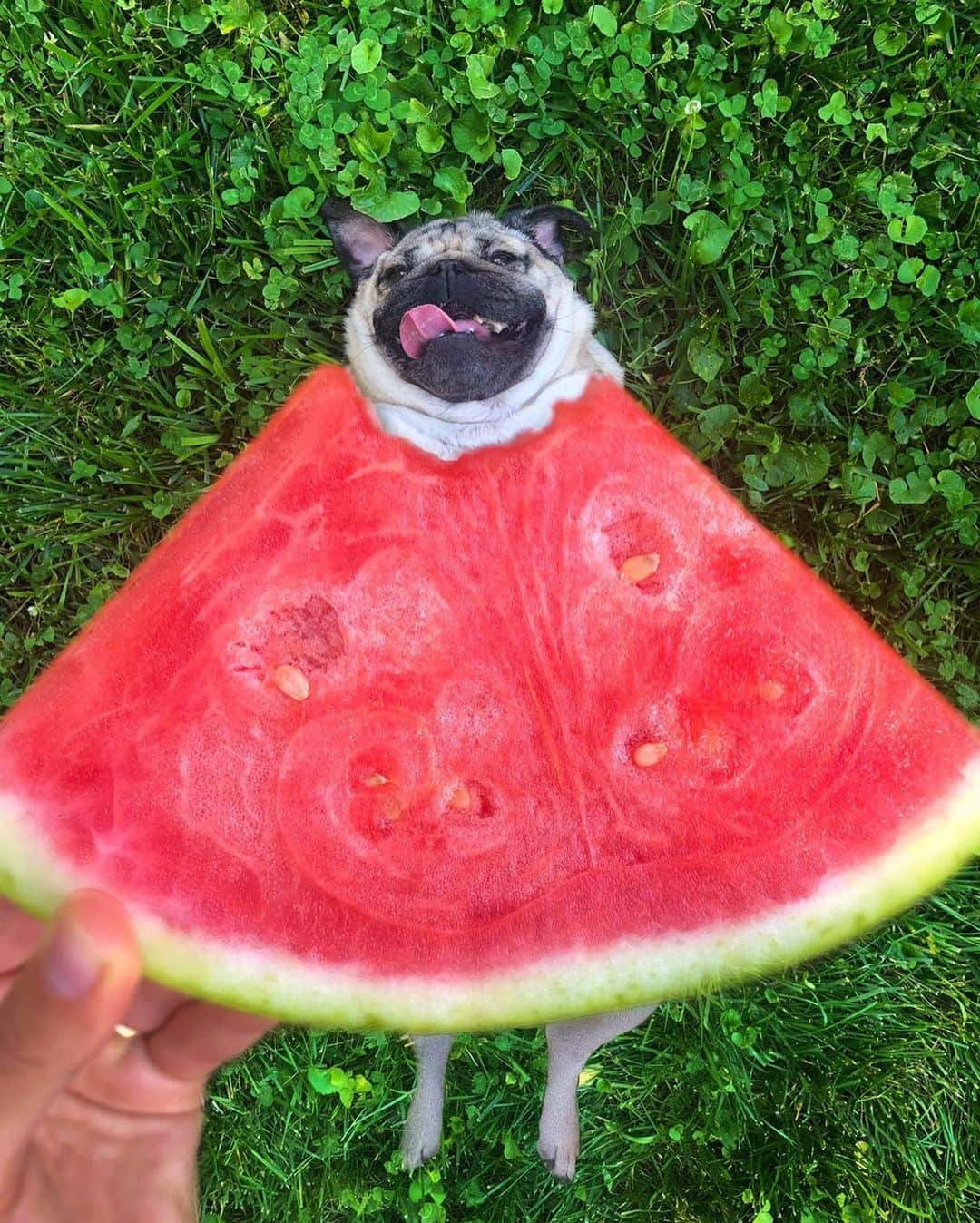 itsdougthepugさんのインスタグラム写真 - (itsdougthepugInstagram)「“I think I look really cute when I eat watermelon” -Doug  Happy Watermelon Day 🍉」8月3日 23時47分 - itsdougthepug