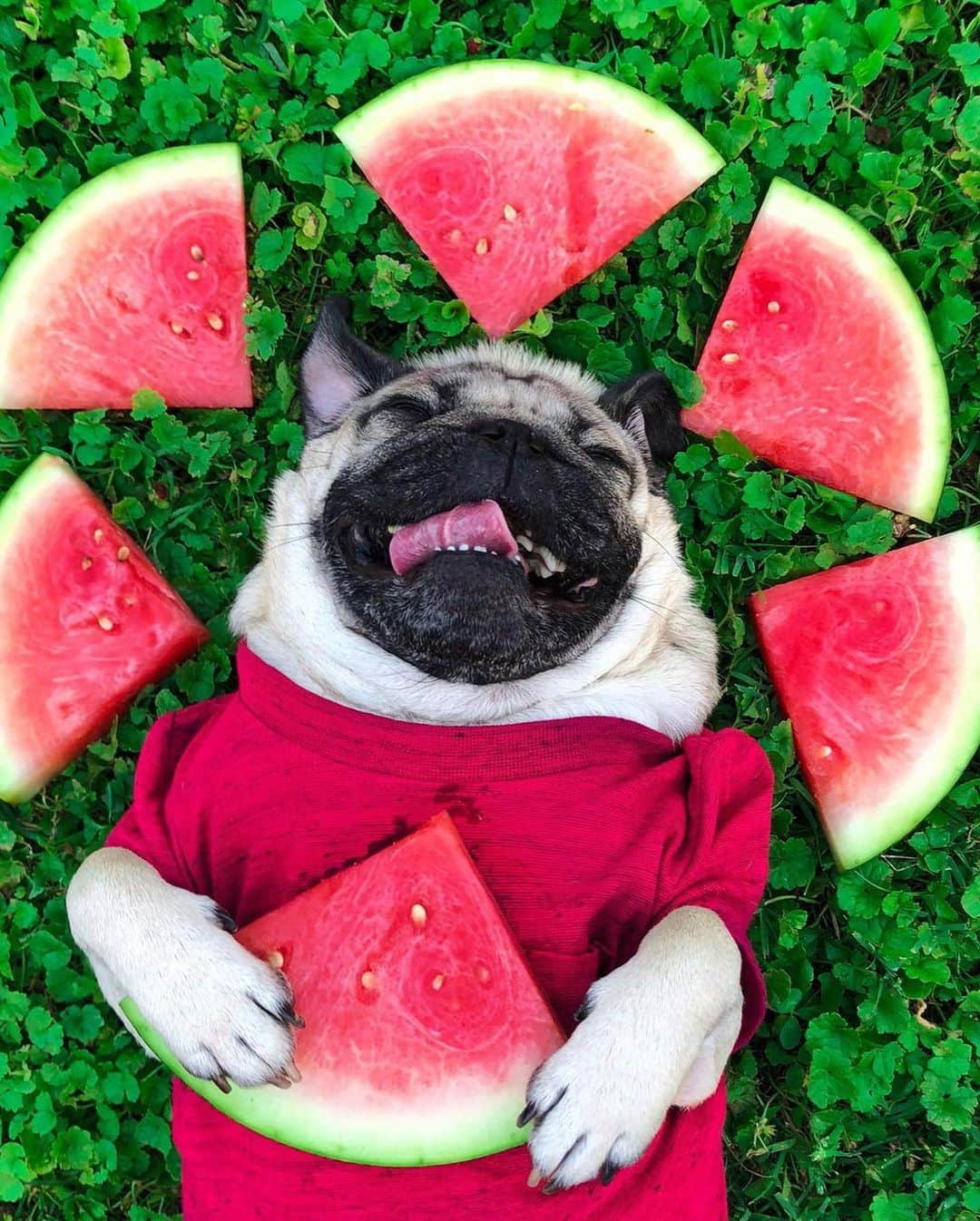 itsdougthepugさんのインスタグラム写真 - (itsdougthepugInstagram)「“I think I look really cute when I eat watermelon” -Doug  Happy Watermelon Day 🍉」8月3日 23時47分 - itsdougthepug