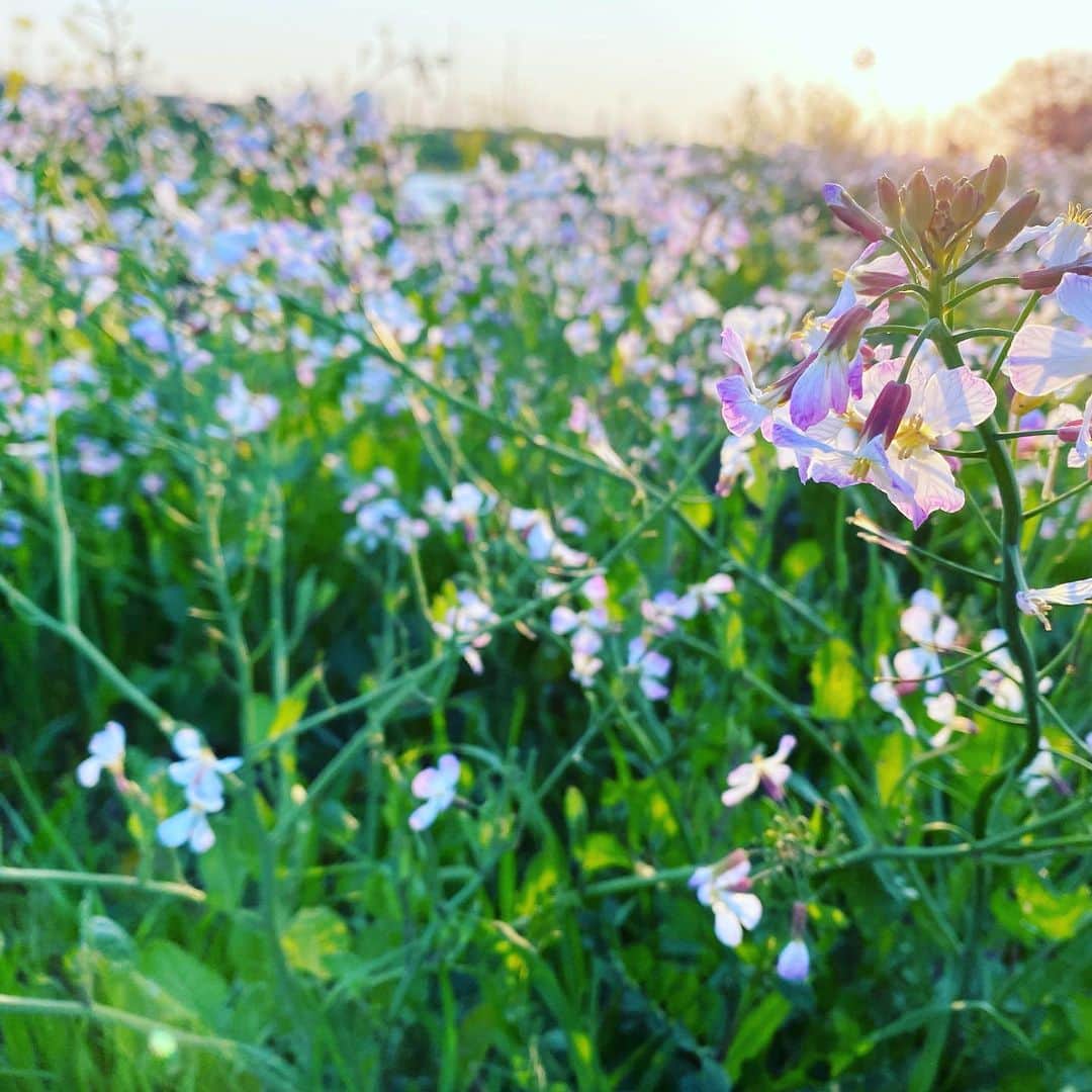 梶原ひろみのインスタグラム：「お久しぶりです‼︎ みなさん、変わらずお過ごしですか😌？  SNS、ぱったりと更新できずにごめんなさい💦  『ひろみちゃん元気にしてるのー？』と声をかけてくださる方もいらっしゃるので、まずは近況報告です😊  体、元気です✨✨✨  歌、歌ってます✨✨✨✨✨  おうち時間、楽しんでます‼︎  新しくチャレンジしはじめたことも色々とあるので、この辺りは深掘りして、また書きますね🍀  このコロナ禍で、色んなことが私の中で変わったように思います😌 みなさんはどうですか？  SNSには、たくさんの情報があって 使うツールが変われば 得るものも変わり  内容も、 心温まるものもあれば 強すぎる言葉もある  リアルタイムに発信され、流れていくものもあれば 残っていくものもある  そんな中、何をどんなタイミングで発信したいのかなって考えることが多くなって、いつも以上に何書いていいかわからなくなっちゃいました‼︎  書きたいことが自然に生まれるまでの大切な時間を頂いてしまいました🍀ほんと、マイペースですみません😅  そんな私でも、いつも応援してくださるみなさん ほんとに有難うございます😌  感謝の気持ちを込めて✨」
