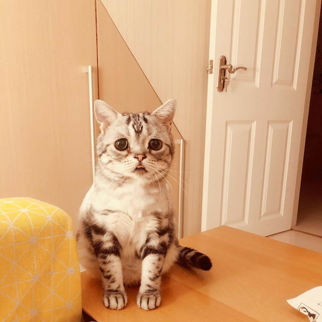 ルフさんのインスタグラム写真 - (ルフInstagram)「#luhu:”Mom finally back home and could u plz open my favorite #meatcans to me?🙁” #bardie:” Do u know what time is it?? I m commanding you to boil the chicken breast to me now!😡” What a different attitudes between the brothers 😅! - - #cats #cute #familylove #angels #adorable #lovely」8月4日 0時24分 - lanlan731