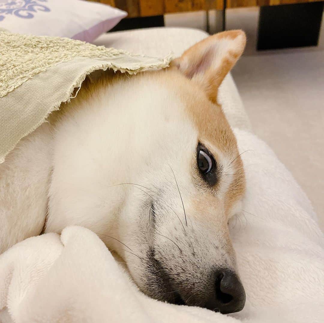 柴犬Mamesuke・Korosuke??大阪さんのインスタグラム写真 - (柴犬Mamesuke・Korosuke??大阪Instagram)「🐱🐻 🐾----*----*----*----*🐾 今日はお出かけして疲れた豆ちゃん☺️✨ ゆっくりネンネしてねー❤️ って、目　怖っ‼️（笑） 🐾----*----*----*----*🐾 #MameKoro #豆コロ #豆柴 #柴犬 #赤柴 #豆介 #コロ介 #shibagram #shibastagram #shibainu #shiba #shibadog #🐕📷 #いぬのきもち」8月4日 0時42分 - mame_suke_i