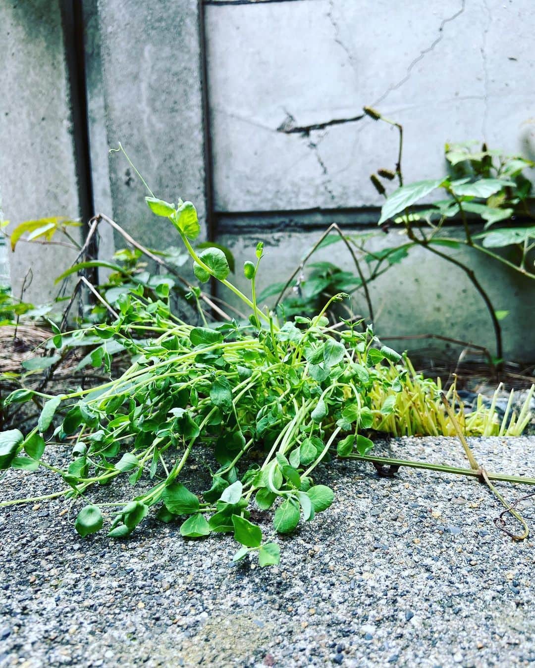進祐哉のインスタグラム：「ご報告  我が家の豆苗、力尽きました🌱」