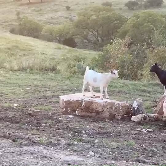 ビル・ゴールドバーグのインスタグラム：「Um.......Thought he was having an aneurism 🥺😂 #goatlife #TURBO #ranch #faintinggoats #freakinout #spear #jackhammer #whosnext #Texas 🇺🇸👊 #rejectranch @goldbergsgarage」