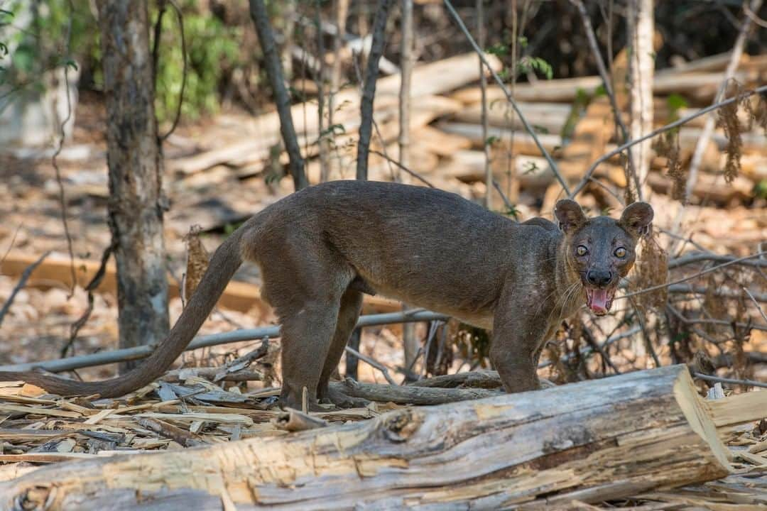 アニマルプラネットさんのインスタグラム写真 - (アニマルプラネットInstagram)「As the largest native carnivore on Madagascar, the Fossa doesn’t have any natural predators. But as the unofficial king of the island, the fossa doesn’t have much of a kingdom. It is estimated that the species has lost around 90 percent of its native forest habitat.  . . . . . . . #madagascar #madagascarmonday #fossa #predator #wildlife #africa #animals #animalplanet #discovery #photooftheday #pictureoftheday」8月4日 1時00分 - animalplanet