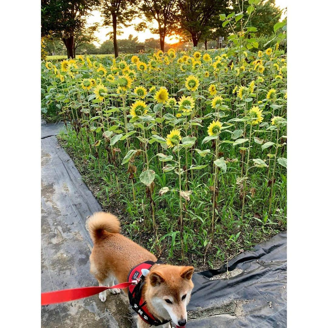 linnmamaさんのインスタグラム写真 - (linnmamaInstagram)「4柴たちのためならエンヤコーラ・クッキング❣️〜①向日葵🌻の向こうに夕日が沈むよ😊〜②ゆっくり夕方散歩すると晩ご飯が遅くなるので、先に夕食に支度を〜2階のリフォームのときに作ったIH(老後の安全のため)のミニキッチン〜食材を1階から運んで、ちょっとしたキャンプ気分🏕〜写ってるアンヨは野次犬翔😍〜③今日のメニューは夏野菜のシーフードカレー〜ナス🍆も玉ねぎ🧅もパパがやってる家庭菜園で採れたもの〜④調理中〜火を使わないからいくぶん涼しいかな😊〜⑤カレーを完成させ、ポテトサラダの準備をしてから夕方散歩にGO🚙〜みんなと別メニューだった純と向日葵🌻〜純はゆっくり回復中です😅〜散歩から7時過ぎに帰っても夕食がだいたいできてる幸せ💖〜ゆっくり散歩を楽しむためにエンヤコーラ・クッキング頑張りま〜す💪〜＊ ＊ ＊  #柴犬#dog#柴犬凜の勇気凜々everyday#shibastagram#stayhome #花活#写活」8月4日 1時19分 - linnmama