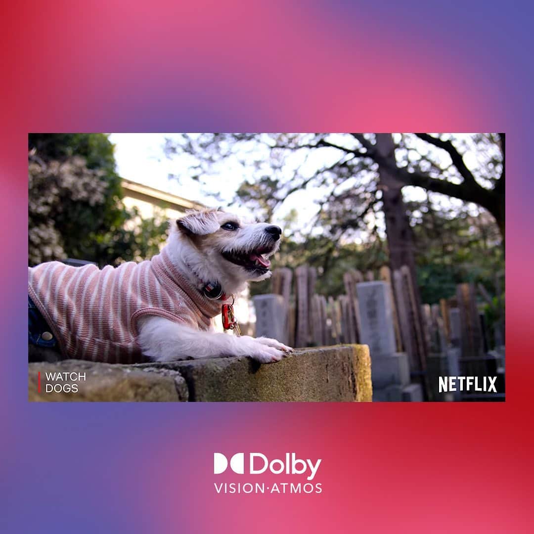 ドルビーラボラトリーズさんのインスタグラム写真 - (ドルビーラボラトリーズInstagram)「If anyone could pull off a sweater in summer, it’s this little guy. Get cozy with Dogs on @Netflix, available in Dolby Vision® and Dolby Atmos®*. #DogDaysInDolby⁣ ⁣ *Device enabled with Dolby and Netflix premium subscription required」8月4日 1時33分 - dolbylabs