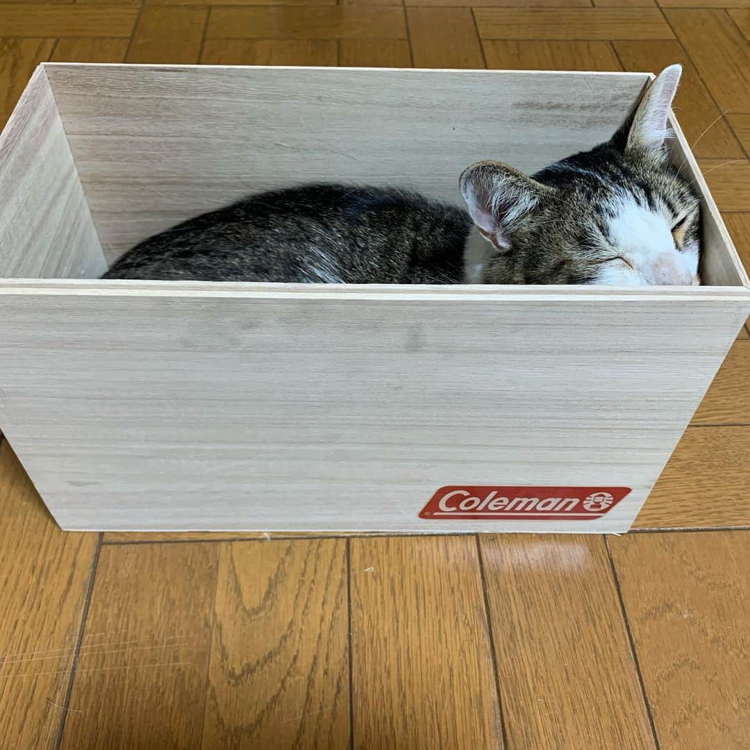 やふさんのインスタグラム写真 - (やふInstagram)「メロンの木箱、BBQ用の炭ボックスにリメイクしようとしたら…また取られた . #cat #neko #catlovers #catsofinstagram #catstagram #instacat #猫 #ねこ #ネコ #保護猫 #京太」8月4日 12時41分 - kyafy