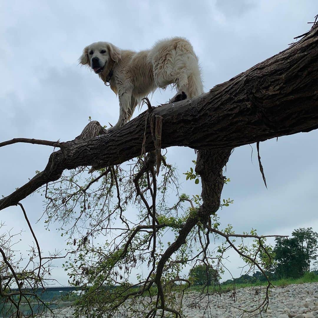 P太郎ママさんのインスタグラム写真 - (P太郎ママInstagram)「犬もおだてりゃ木に登る〜！ #木登り犬  登るのは、、、 わりとカンタン。 勇気ひとつを胸にして〜♪ 大変なのは降りることなのさっ！」8月4日 12時48分 - ptarodada