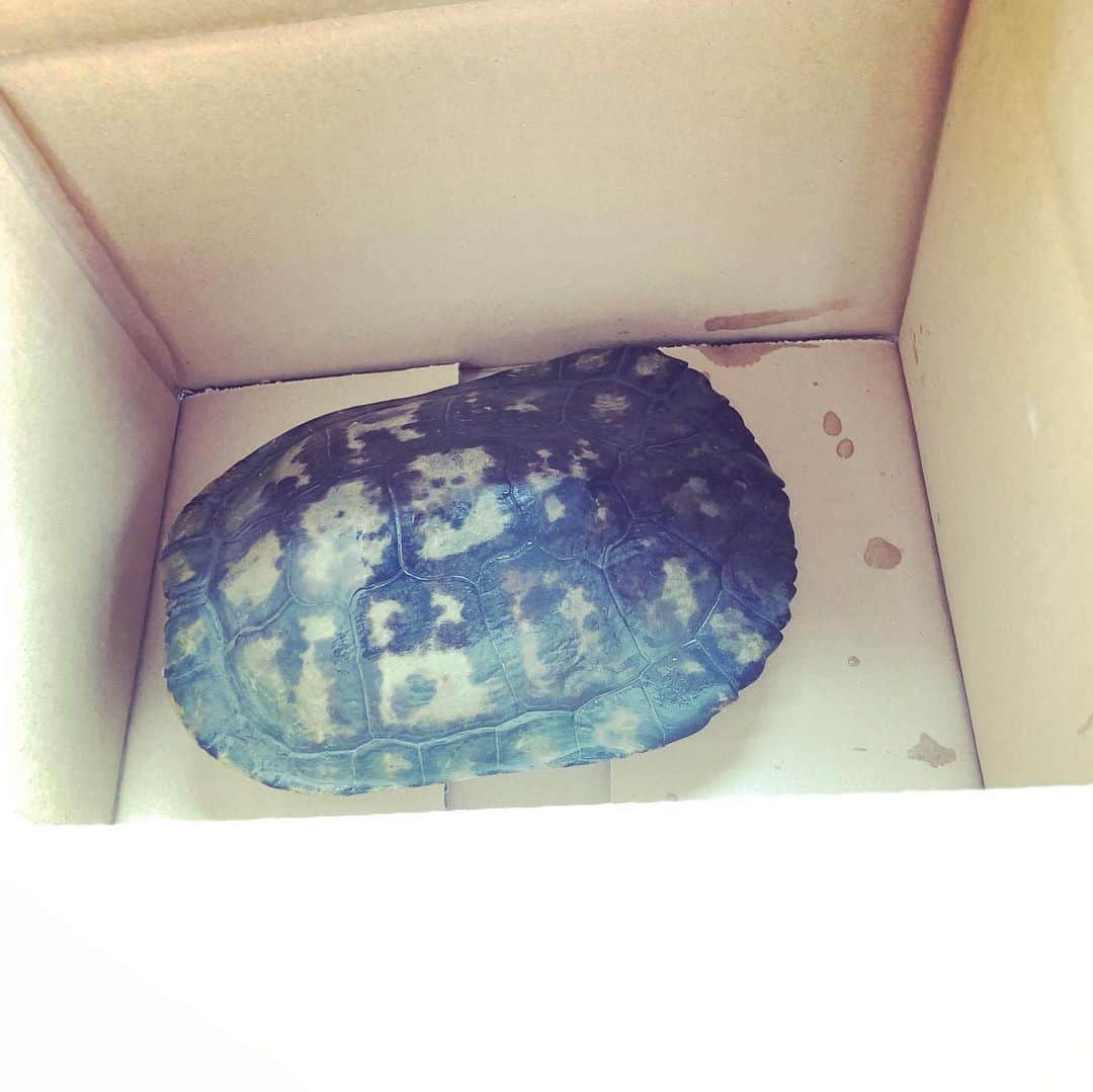 中村譲さんのインスタグラム写真 - (中村譲Instagram)「もしも亀よ〜カメさんよ〜♪ 何しに来たん？(笑) ロケットスタート切ったので喉乾いてたんやな〜一日一善！ A turtle 🐢 visited my 🏠! What you want? #turtle #visited #thirsty #backtothefuture #亀 #訪問 #一日一善  #喉からから」8月4日 11時19分 - joechan1515