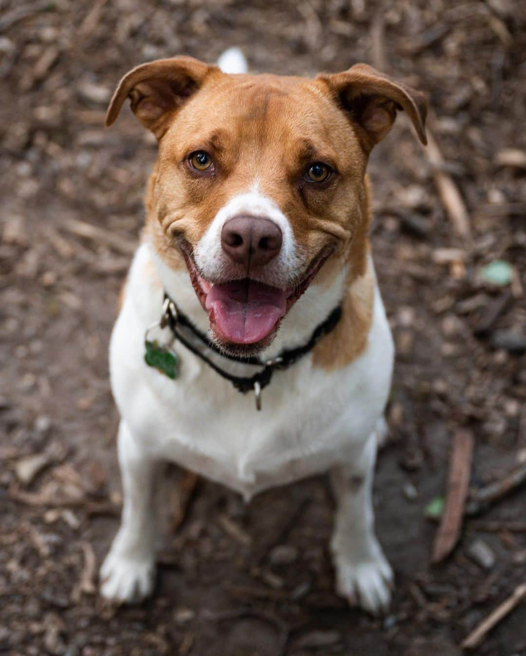 The Dogistさんのインスタグラム写真 - (The DogistInstagram)「Loki, mix (2 y/o), Randolph Dog Park, Randolph, MA • “His nickname is Sir Humpsalot. He does not discriminate.”」8月4日 11時22分 - thedogist