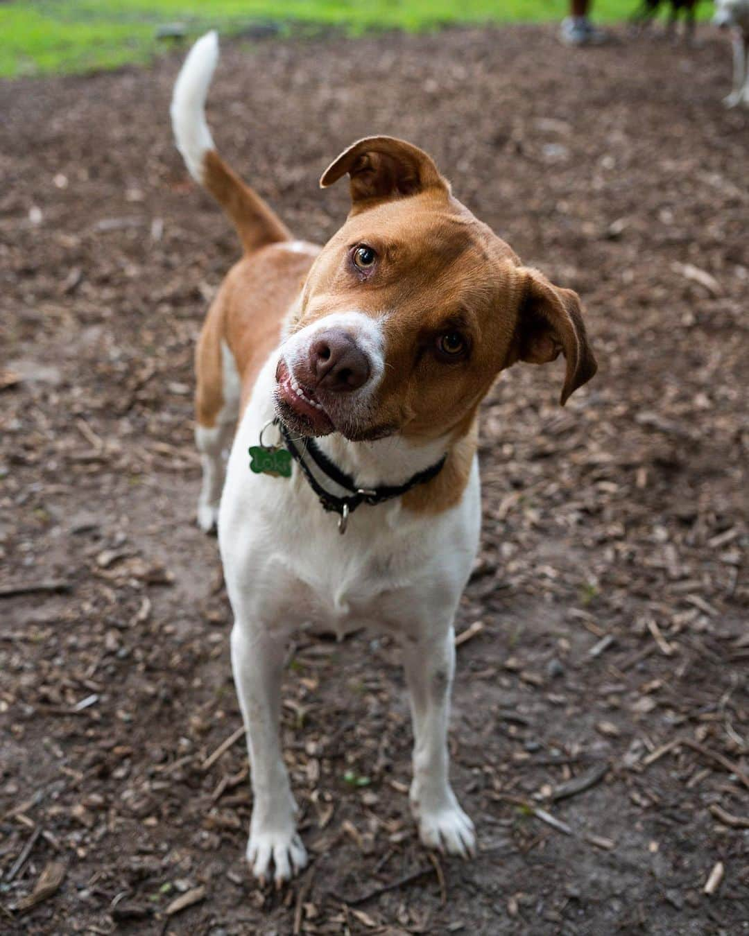 The Dogistさんのインスタグラム写真 - (The DogistInstagram)「Loki, mix (2 y/o), Randolph Dog Park, Randolph, MA • “His nickname is Sir Humpsalot. He does not discriminate.”」8月4日 11時22分 - thedogist