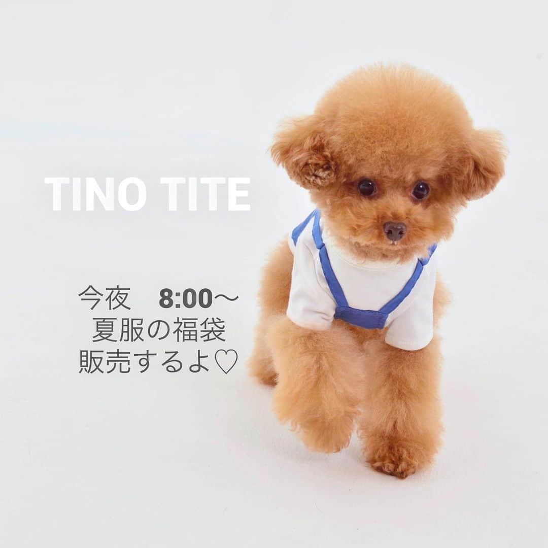 TINOTITO -ティノティート-さんのインスタグラム写真 - (TINOTITO -ティノティート-Instagram)「🛍🛍🛍 暑いですねー💦 困るほどの暑さです。 . 今夜8:00〜楽天市場 wanvoyage(ワンボヤージュ)にて『福袋』を販売します！ . 夏のお洋服3点で、3980円 送料込み！！ ぜひぜひ、楽天市場 wanvoyage(ワンボヤージュ)を覗いてくださいね♡  －－－－－－－－－－－－   キャミソールつきTシャツ size:xs〜XXL color:blue/baige . wanvoyage(ワンボヤージュさん)にて TINO TITO 2020 SS collection を 販売しています。 . @wanvoyage_official のサイトをご覧ください♪ . モデルワンコ  1枚目　しらすちゃん 2枚目　ティーちゃん　 　　　　ラッテちゃん .  #tinotito #ティノティート #犬の服 #犬服 #犬服 #犬 #犬バカ部 #ペット #ふわもこ部 #pet #dogwear #dog#petclothes #dogclothes #coordinate #outfit #fashion  #instafollow #l4l #dogstagram #instagood #cute #pretty  #follow #petoftheday #f4f #followme  #개스타그램 #멍스타그램 #狗衣服」8月4日 11時32分 - tinotito_shop