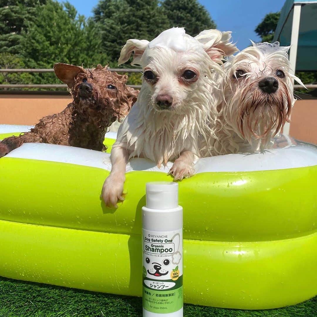 森泉さんのインスタグラム写真 - (森泉Instagram)「Organic shampoo for my doggies 💕 お家でシャンプーする機会が増えて使ってるペット用オーガニックシャンプー❗️口に入っても安心で、泡立つのも早いからしっかり洗えてお気に入り✨ #シャンプーもこもこ選手権 にチャレンジー😆💪」8月4日 11時35分 - izumi.mori