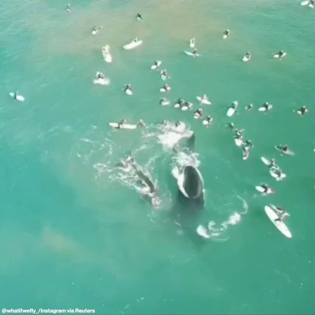 ABC Newsさんのインスタグラム写真 - (ABC NewsInstagram)「Surfers in Australia got a close-up look at a pod of whales swimming near shore at Sydney's Manly Beach.」8月4日 11時43分 - abcnews