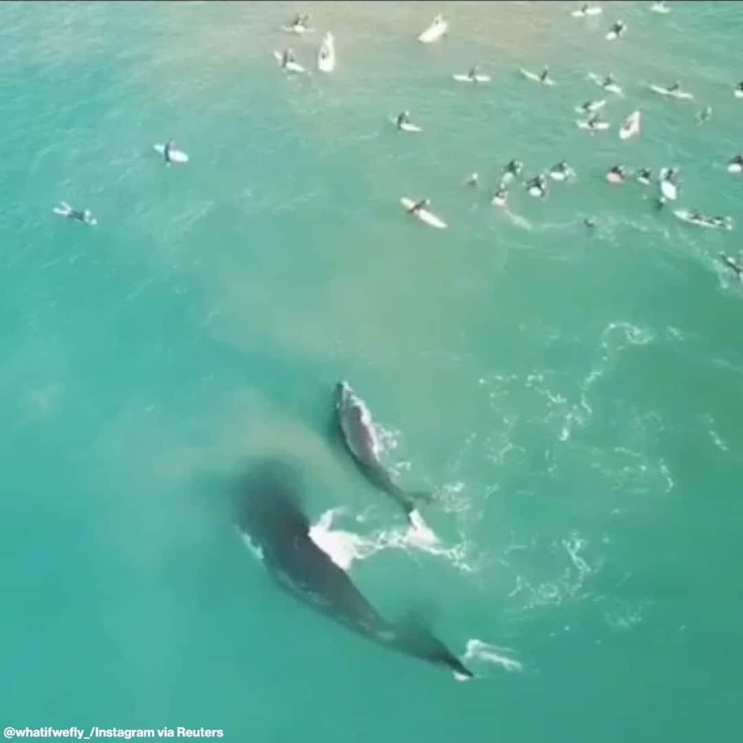 ABC Newsさんのインスタグラム写真 - (ABC NewsInstagram)「Surfers in Australia got a close-up look at a pod of whales swimming near shore at Sydney's Manly Beach.」8月4日 11時43分 - abcnews