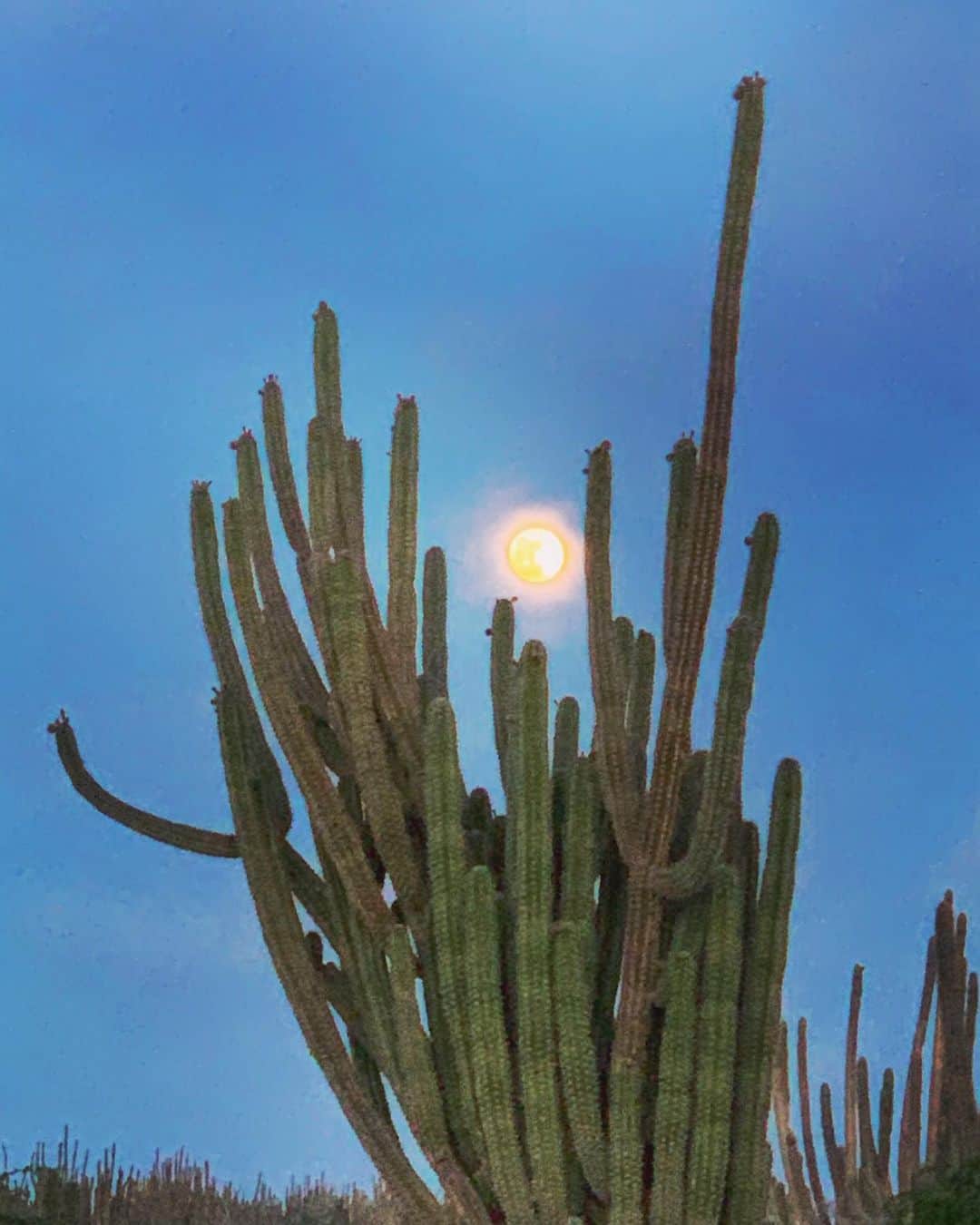 レイチェル・ブレイセンさんのインスタグラム写真 - (レイチェル・ブレイセンInstagram)「moonrise. ⁣ ⁣ our backyard. mother moon. grandfather cactus. ⁣ ⁣ taken with my iPhone🌕♒️😳 #magic #fullmoon #aquarius」8月4日 11時51分 - yoga_girl
