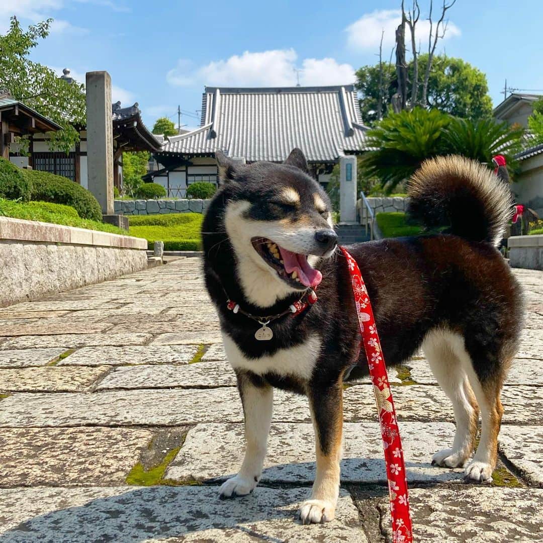vo_coのインスタグラム：「☀️ 夏が来るのが急過ぎてちょっと色々間に合ってないんだけど！ 昨日慌てて毛皮をごっそり脱ぎ捨てたこたつさん 常に毛が浮いてて家中をウィルオウィスプが転がり回ってます…💦 * #毛玉の妖精 #shibastagram #instashiba #shiba #shibainu #黒柴 #柴犬」