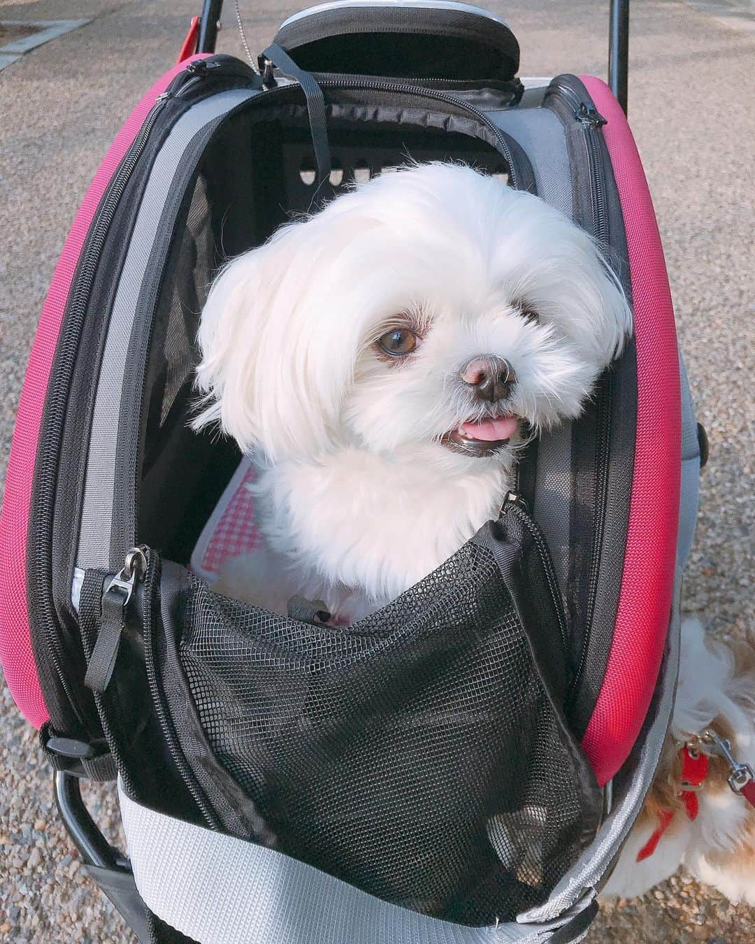 みき みーやんさんのインスタグラム写真 - (みき みーやんInstagram)「実家で飼ってるマルチーズ🐶 . マルチーズは涙やけが目立つから しょっちゅう涙拭いてあげて クシでといて、って結構お手入れが大変🥺❤ . . #ペット#愛犬の散歩#真っ白#子犬#パピー#わんちゃん#わんちゃん大好き#犬好きさんと繋がりたい#犬バカ#子犬#マルチーズ#マルチーズ大好き#マルチーズカット#ペットは家族#肉球#犬パンチ#肉球#ペット動画#ペットのいる生活#動物好き#犬好きな人と繋がりたい#犬すたぐらむ#マルチーズ大好き#わんこ#わんこのいる暮らし#Maltese#ドッグフード#malteselovers#malteseofinstagram#maltesegram」8月4日 12時10分 - mi_yan0101