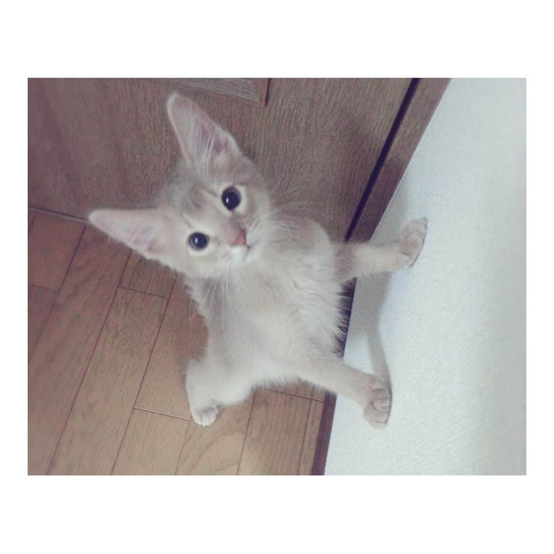 宇月颯さんのインスタグラム写真 - (宇月颯Instagram)「.﻿ .﻿ 愛猫ポテの小さい時💗﻿ ﻿ ぽっちゃん小さかったな〜🥰﻿ でもこの頃から元気過ぎて、かなり飛び回ってた🐈💨✨笑﻿ ﻿ 子猫といえば…﻿ 実はね、知り合いの方からお家の屋根の上で生後まもない子猫を発見したという連絡がありまして😳💦﻿ よく無事でいてくれたと思う💦﻿ そしてよく発見してくれた‼️﻿ なんで屋根の上！？って思ったけど。 雨や暑さや沢山のリスクがあっただろうに…﻿ 今は病院で一生懸命ミルクを飲むのを頑張っているみたいで、猫想いの方に見つけてもらえて良かったよ🥺💗﻿ これから元気に育ってほしいな🙏✨﻿ ﻿ ﻿ 昨日は残念なお知らせになってしまったので、今日は心温まる可愛い子猫ちゃん話でした🐱💕﻿ そして、昨日の投稿に温かいコメント下さり嬉しかったです♡ありがとう♡﻿ ﻿ ﻿ #愛猫#ポテ#子猫﻿ #猫#cat#ソマリ#フォーン﻿ #保護猫#発見#屋根の上﻿ #にゃんすたぐらむ﻿ #catsofInstagram﻿ #ポテについて﻿ #少し前にわかった事がある﻿ #猫は肉食🍖と聞いた時から﻿ #ビーフ系をあげてたのに﻿ #やっぱり#魚が好きだった﻿ #グルメ猫だな﻿ #マグロ#サーモン#かつお#いわし﻿ #まぐろうまいにゃ〜😻🐟﻿ ﻿ ﻿」8月4日 12時11分 - hayate_uzuki_official