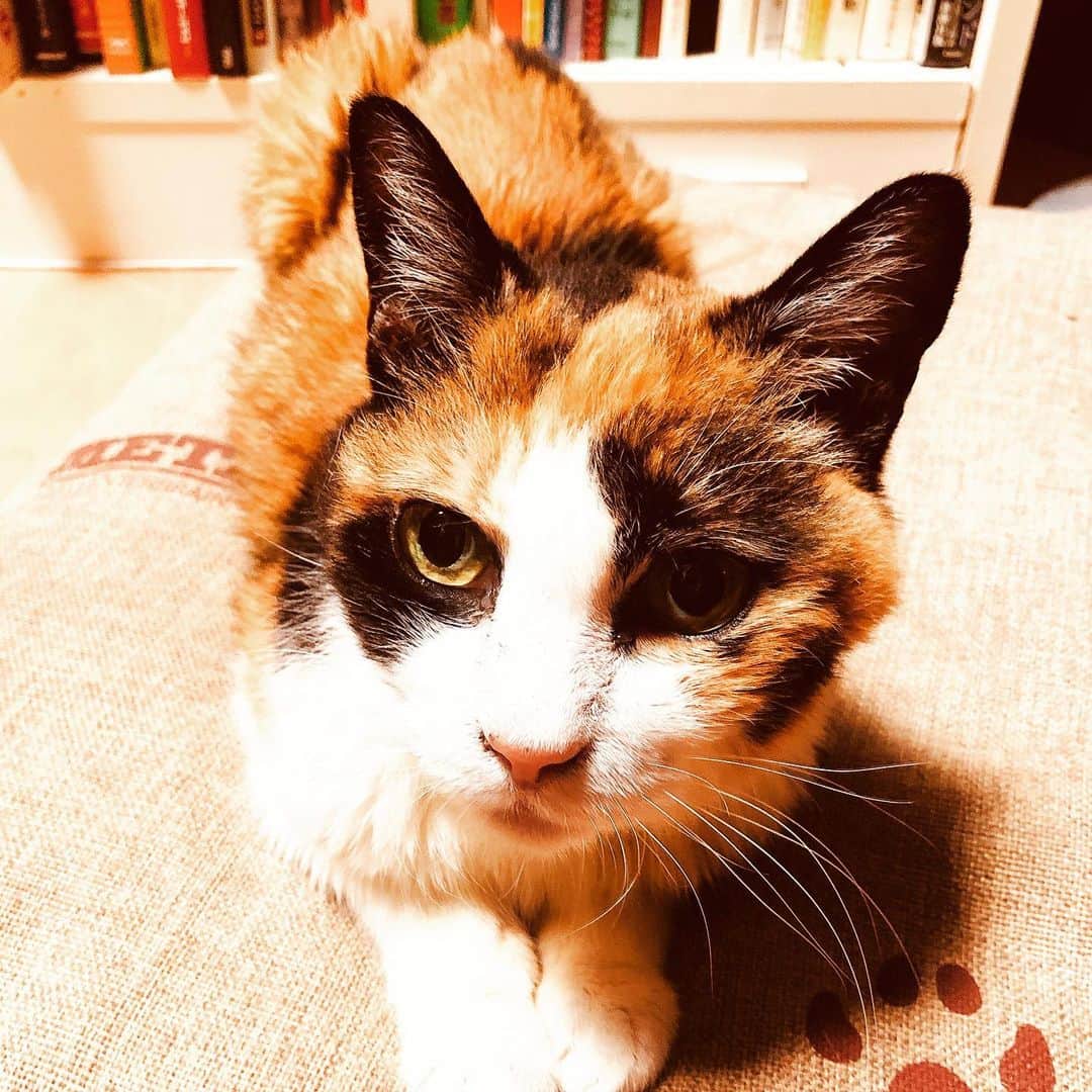 門倉聡のインスタグラム：「Mix中、休憩で振り向いたらじっと見つめてた😻 #ねこ　#ねこのいる生活 #catstagram #catlife」