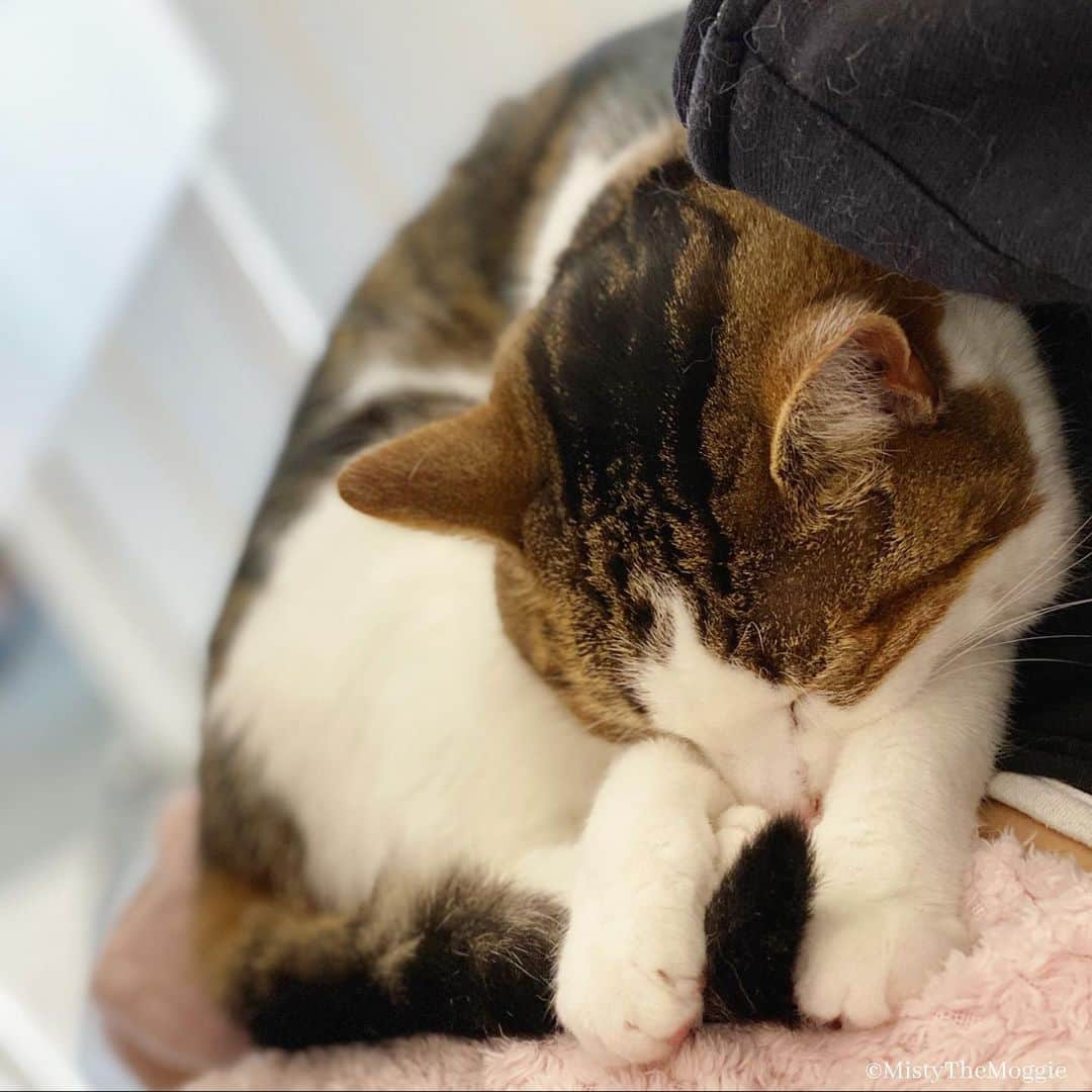 Misty The Moggieさんのインスタグラム写真 - (Misty The MoggieInstagram)「Napping so hard I cuddle my tail 🐈」8月4日 3時54分 - mistythemoggie