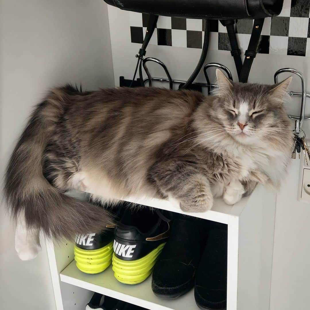 Nila & Miloさんのインスタグラム写真 - (Nila & MiloInstagram)「Thanks for your concern, human, but I'm not too big to lie here. 😹🙊 #howrude #fluffycat #siberian #nikeshoes」8月4日 4時39分 - nilamilo