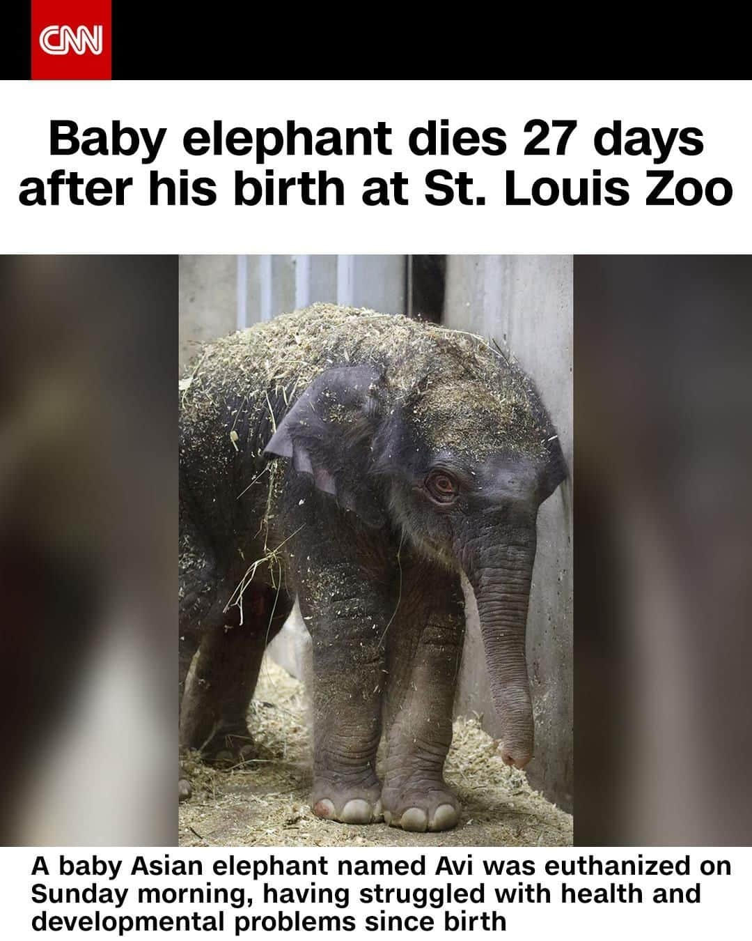 CNNさんのインスタグラム写真 - (CNNInstagram)「A baby Asian elephant named Avi died 27 days after he was born, having struggled with health and developmental problems since birth. Avi was euthanized and “passed away peacefully” Sunday morning, according to the St. Louis Zoo. Avi was born as part of a national program responsible for maintaining a healthy Asian elephant population in North American zoos. There are less than 3,500 Asian elephants left in the wild, and the species is in danger of extinction because of ivory poaching and habitat destruction, the St. Louis Zoo said. Tap the link in our bio to learn more. (📸: Josh Syndey-Smith/Saint Louis Zoo)⁠」8月4日 5時01分 - cnn