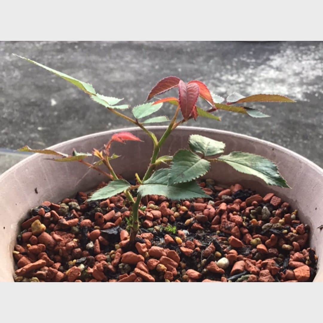 柴田淳さんのインスタグラム写真 - (柴田淳Instagram)「８月４日の新苗ちゃん🌿 黒星病になっちゃって、負担の無いように感染した枝を除去しました。  そして私の沢山の薔薇達、癌腫病＆根瘤病が蔓延していることに気付きました。 全滅してしまうかも…😢 この手作り薔薇だけは守るぞー🌹 #薔薇 #種 #発芽」8月4日 5時38分 - shibatajun_official