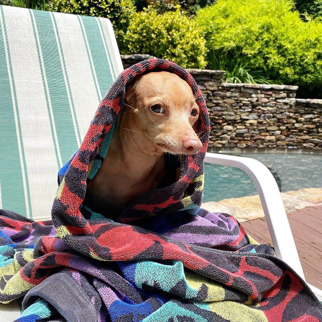 Tuna {breed:chiweenie} さんのインスタグラム写真 - (Tuna {breed:chiweenie} Instagram)「He’s mad at me. Scroll over to see why. And go to his stories to see more. #waterbaby」8月4日 6時26分 - tunameltsmyheart