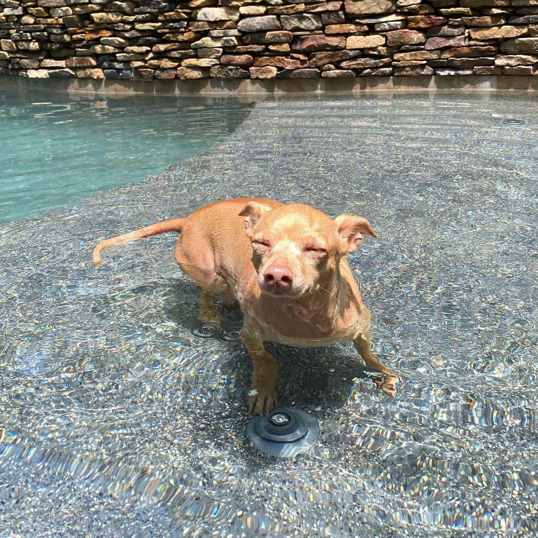 Tuna {breed:chiweenie} さんのインスタグラム写真 - (Tuna {breed:chiweenie} Instagram)「He’s mad at me. Scroll over to see why. And go to his stories to see more. #waterbaby」8月4日 6時26分 - tunameltsmyheart