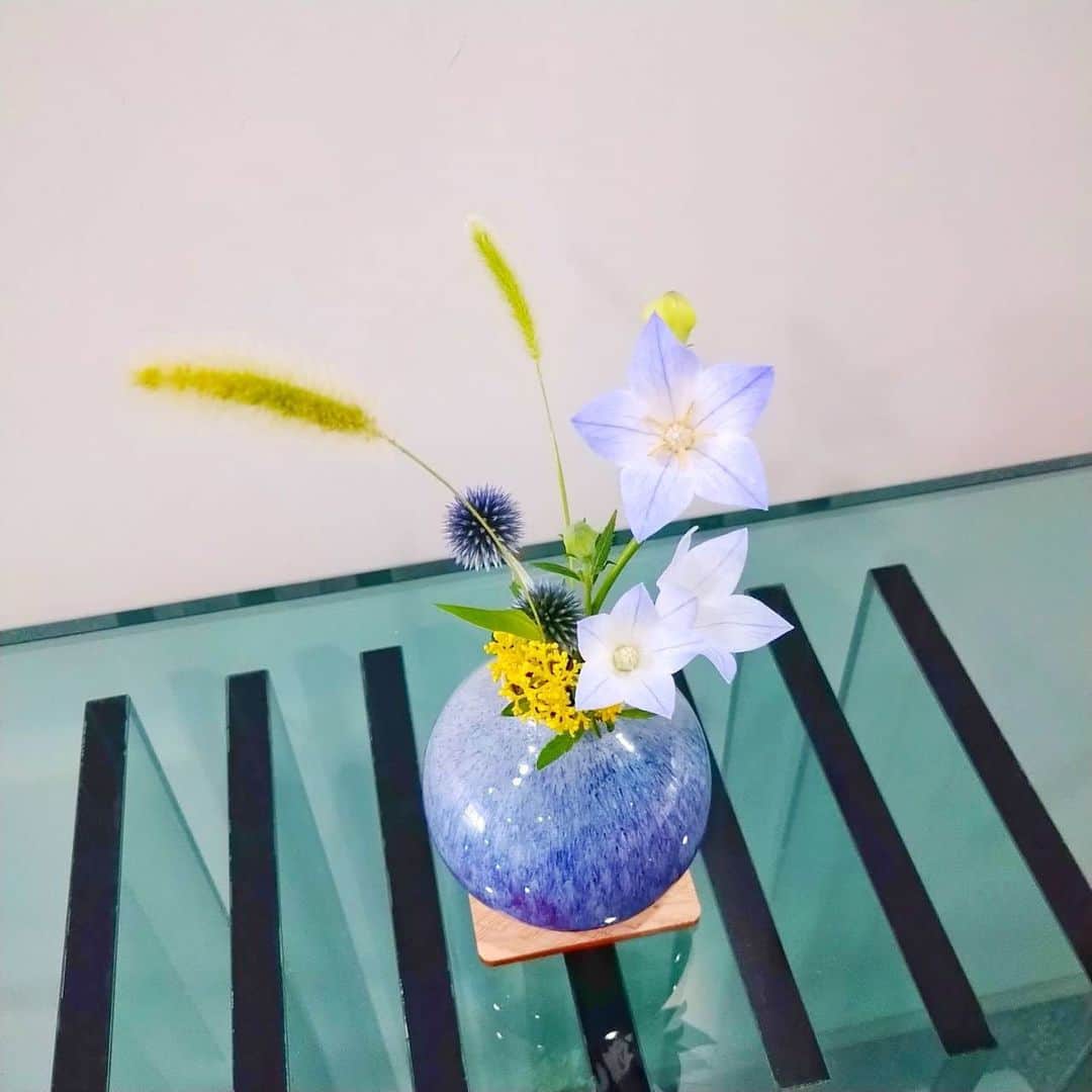 いけばな池坊さんのインスタグラム写真 - (いけばな池坊Instagram)「＊﻿ 【暮らしの花／Flower of Daily Life／生活之花】﻿ 8月4日／4nd August﻿ ﻿ ﻿ 涼しさをお届け﻿ Share the coolness﻿ 帶來清涼﻿ ﻿ キキョウの紫と白色、そして花器の色が、涼しさを感じさせてくれます。﻿ The purple and white color of Japanese bellflowers, and the color of the vase make you feel coolness.﻿ 紫色、白色的桔梗與花器的顏色帶來清涼。﻿ ﻿ こんな暑い日だからこそ、色を有効的に使いたいですね。﻿ We should use the color more effectively in such a hot day.﻿ 在暑熱天中，才更要有效利用顏色。 ﻿ ﻿ 花材名：桔梗、女郎花、エノコロ草、ルリタマアザミ﻿ Floral Material；Japanese Bellflower, Patrinia Scabiosiforia, Green Foxtail and Globe Thistle﻿ 花材名：桔梗・女郎花・狗尾草・琉璃薊花﻿ ﻿ ﻿ #池坊﻿ #いけばな﻿ #華道﻿ #花﻿ #暮らしの花﻿ #季節﻿ #アート﻿ #ikenobo﻿ #flower﻿ #japan﻿ #ikebana﻿ #ikebanaforpraying﻿ #japaneseflowerarrangement﻿ #floweroflife﻿ #夏の花﻿ #桔梗﻿ #夏﻿ #庭の草﻿ #エノコロ草﻿」8月4日 12時56分 - ikenobo550