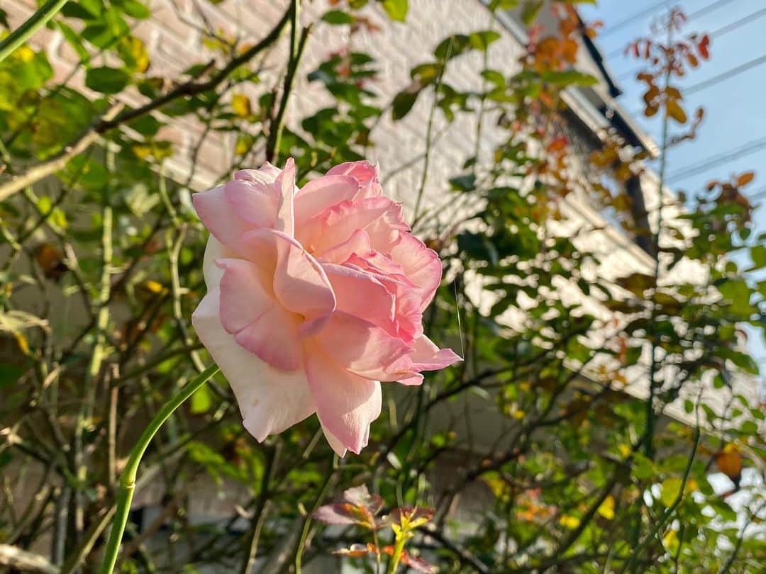 岡部晴彦さんのインスタグラム写真 - (岡部晴彦Instagram)「#バラ日記 #roses 97日目　早朝　晴れ  チアガール フランソワーズゴジャール  芽衣 ピエールドロンサール シャルルドゴール アンナプルナ  新たな蕾。 この蕾の咲き終わりで来期に向けて剪定をします #roses🌹 #rosestagram #rose」8月4日 7時54分 - hal_96