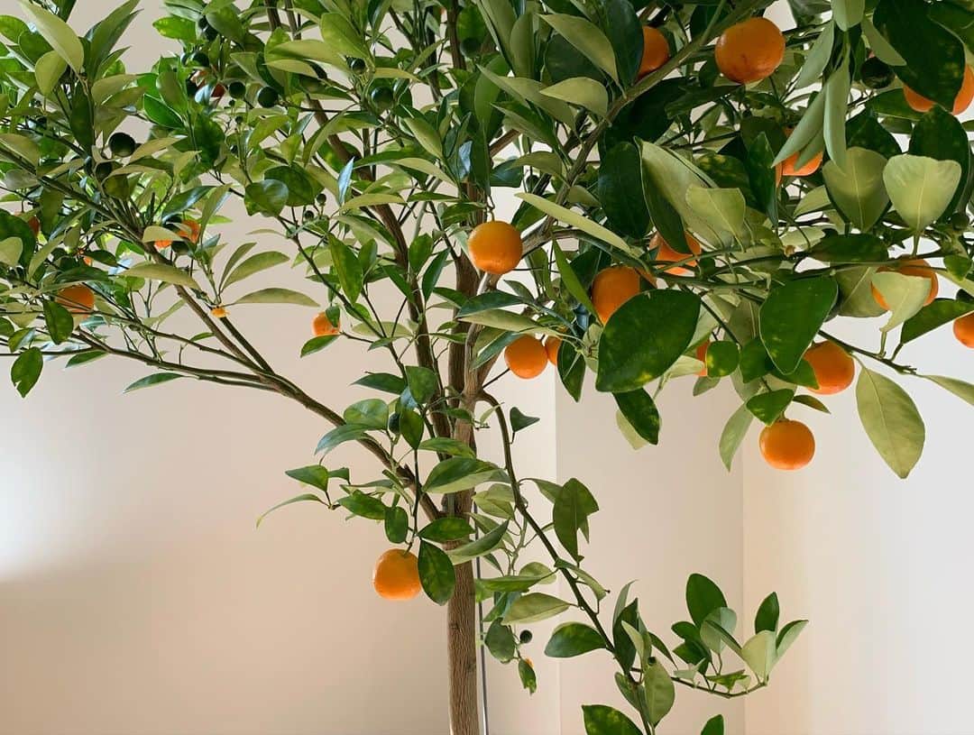 大塚良子さんのインスタグラム写真 - (大塚良子Instagram)「. リビングにアルテシマというゴムの木の一種と 寝室に蜜柑の木を置きました。 アルテシマはゴムの木の中でも大きめで 黄緑掛かった葉が特徴的。 柔らかく優しい印象でなんと花言葉が「永遠の幸福✨」素敵ですよねーリビングにもぴったり。 それから西方位に柑橘類を置くと魔除けになったり実りある生活を送れるとのこと。昔から風水は信じてて生活に取り入れてます。 鏡は前の家から持ってきた物でホントはフレームなしのにしたいんだけど、置く場所とサイズを考え中。  #nyc #life #manhattan #fashion  #dailyfashion #nymom  #ニューヨーク暮らし　#ニューヨークママ　 #海外生活　#海外移住　#ニューヨーク　 #アルテシマ　#緑のある暮らし #シンプルライフ　 #花言葉」8月4日 7時57分 - ryokokonami
