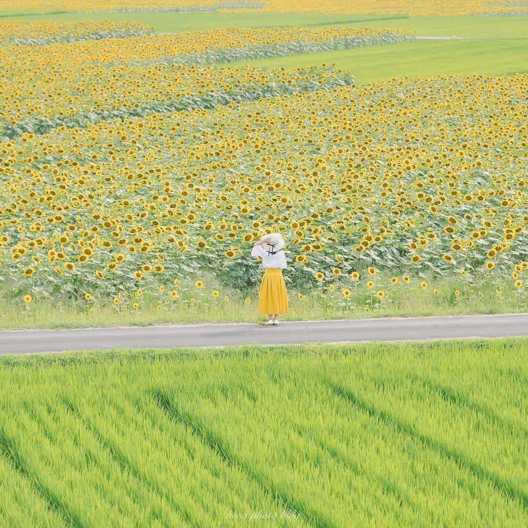 コサのインスタグラム