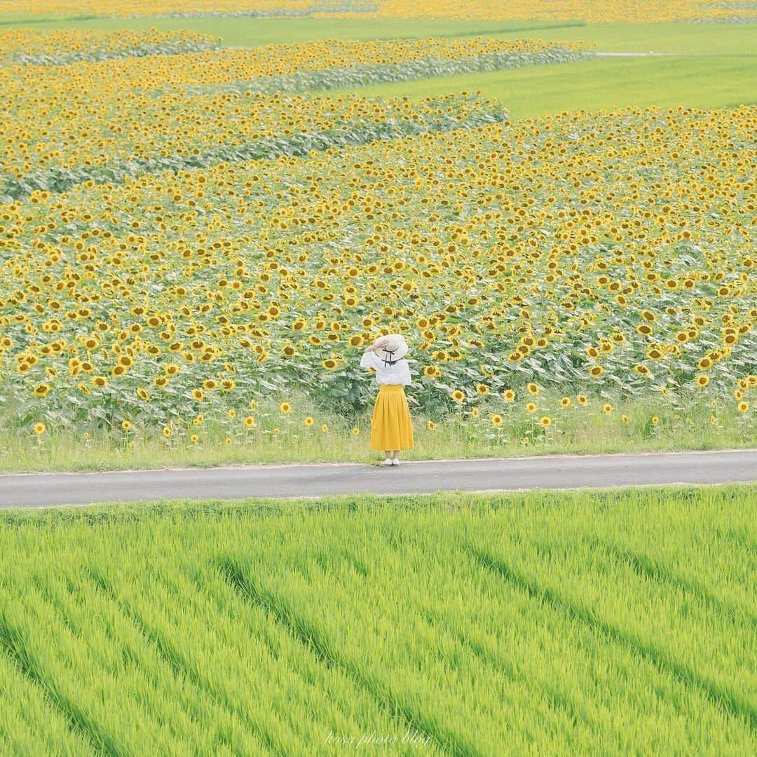 コサさんのインスタグラム写真 - (コサInstagram)「花火がない今年はどうやって季節感出そうかなぁ〜🤔 新しいチャレンジの夏になりそうです😅 . Location:兵庫 Hyogo / Japan🇯🇵 Date:2020年8月 . #向日葵 #light_nikon #sorakataphoto #LBJ_Legend #広がり同盟メンバー #nipponpic_member #special_spot_legend #s_shot #japan_of_insta #bestphoto_japan #art_of_japan_ #tokyocameraclub #dpj_member #IG_PHOS #photo_jpn #ptk_japan #pt_life_ #bestjapanpics #Rox_Captures #kf_gallery_vip #1x_japan #IGersJP #beautiful_photo_jpn #Japan_Daytime_View #jgrv_member #colore_de_saison #japan_bestpic_ #lovers_amazing_group #photo_travelers #jalan_natsu2020」8月4日 8時01分 - kosa_photo