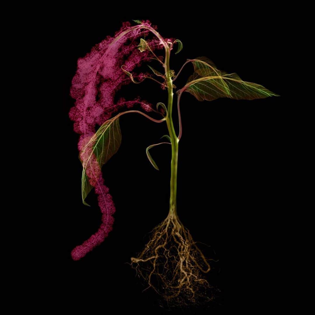 のインスタグラム：「X-ray Flowers #amkk #amkkproject #makotoazuma #azumamakoto #東信花樹研究所 #東信 #jardinsdesfleurs #shiinokishunsuke #flowerart #flower #flowers」