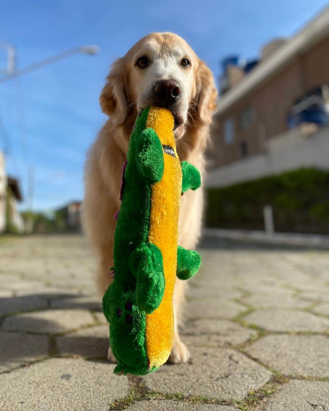 Bobさんのインスタグラム写真 - (BobInstagram)「Bob tem várias pelúcias , mas vocês acham que ele tem uma preferida? Ou pega a primeira que vê pela frente?🤔 reposta nos stories😉 . . . #pets #photooftheday #petsofinstagram #instagrammers #instagram #instadaily #vejasp #goldenretriever #goldenretrievers #goldenretrieversofinstagram #dogs #dogstyle #dogoftheday #dogsofinstagram #saopaulo #gudfriends #photography」8月4日 8時34分 - bob_marley_goldenretriever