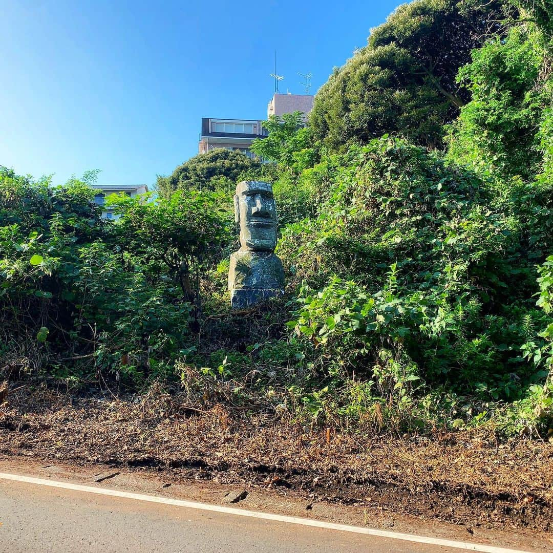 池内万作さんのインスタグラム写真 - (池内万作Instagram)「朝の半島ラン。 暑さをバネに、途中から散歩へと成長を遂げましたw モアイは相変わらず素敵。 虎目のスコティッシュがなかなか印象的。 さてと、帰って洗濯でもするかな。 #ランでした #stopデ部 #真鶴半島 #撮影許可なし」8月4日 8時26分 - mandeshita