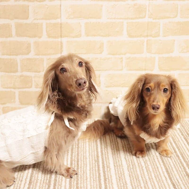 くるみんのインスタグラム：「* 今年も @aldier_puccini さんの白いキャミソールを買っちゃいました🎶  汚れるの分かってるのに白が可愛くて好き💓 暑いしコロナだし、なかなかお出かけはできないね… 早く収束してほしいな  #ミニチュアダックスフンド #ミニチュアダックスフント #ミニチュアダックス #イザベラタン #イザベラ #カニンヘンダックスフント #カニンヘン #カニンヘンダックス #カニンヘンダックスフンドの日常 #カニンヘンの会 #カニンヘンダックスフンド #チョコタンダックスフント #チョコタンダックスフンド #チョコタンダックス #チョコタン #ダックスlove #ダックス多頭飼い #ダックスフント #ダックスフンドカニンヘン #ダックス部 #ダックス大好き #ダックスフンド #ダックス #いぬばか部 #いぬすたぐらむ #短足部 #all_dog_japan #east_dog_japan #dachshundgram #dachshund」