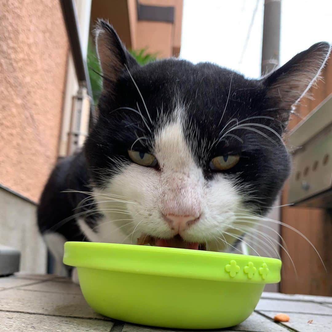 Kachimo Yoshimatsuさんのインスタグラム写真 - (Kachimo YoshimatsuInstagram)「おはようイカスミ Good Morning Ikasumi 顔キレイになって来た。 ちょっと痩せていたのも復活したかな。  #うちの猫ら #ikasumi #sotononekora #猫 #ねこ #cat #ネコ #catstagram #ネコ部 http://kachimo.exblog.jp」8月4日 8時45分 - kachimo